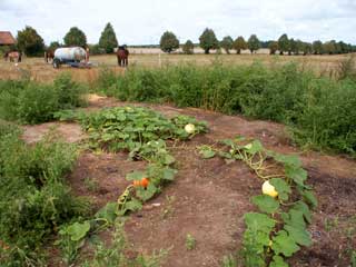 Feld mit Gem�se
