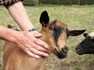 H�nde streicheln Ziege