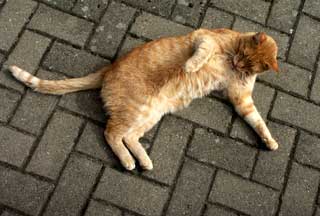 Kater Larry